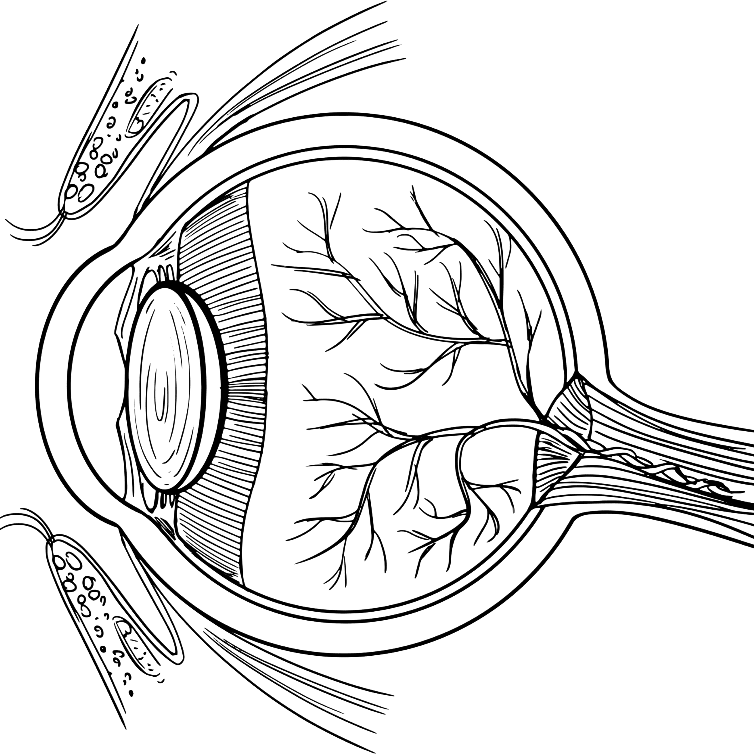 Evenwichtsstoornis en ogen: wat is de connectie?